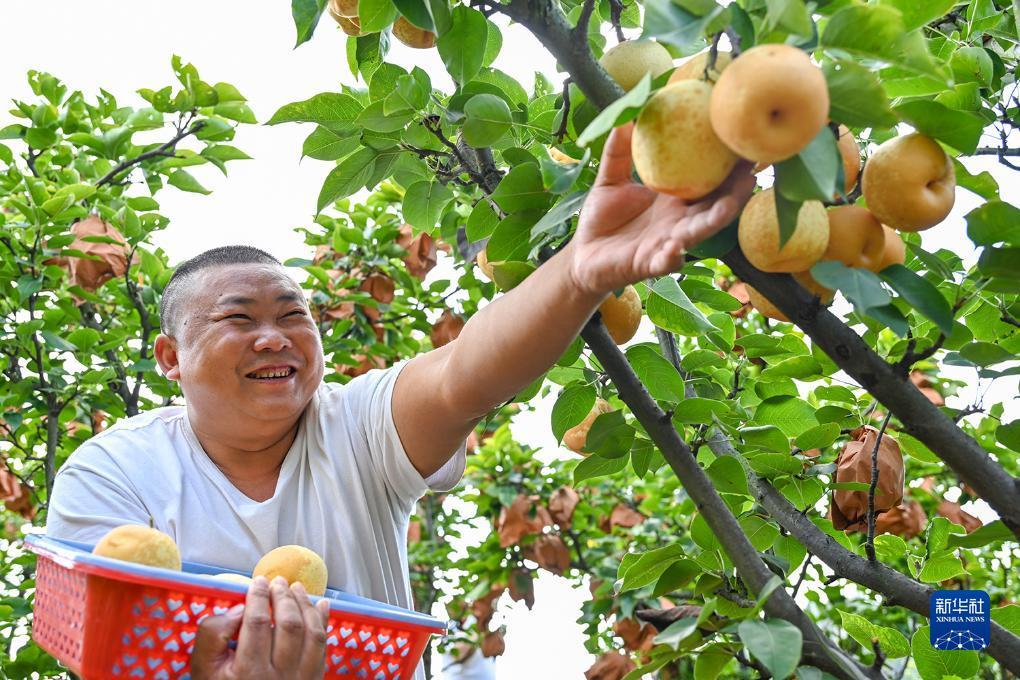金顶是真金吗
